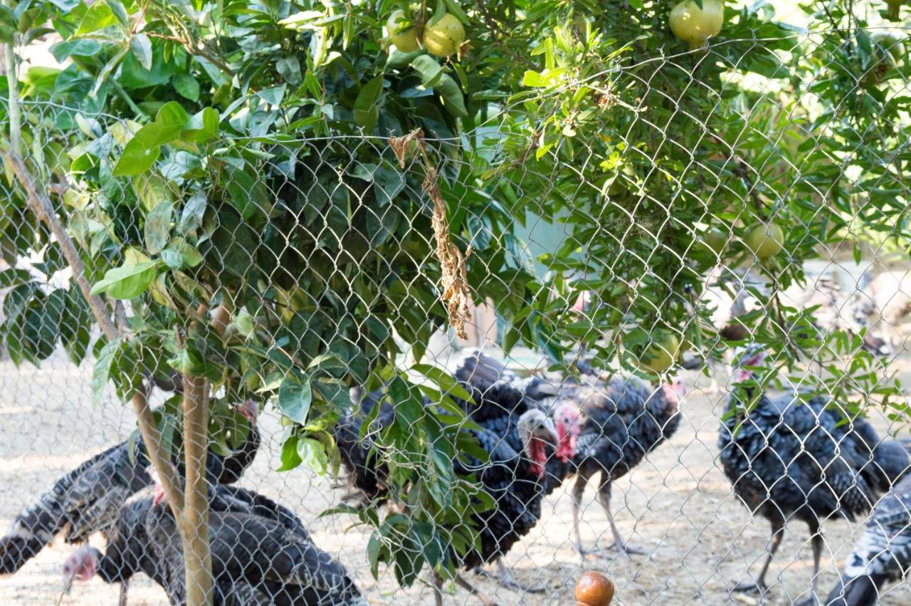 Hotel Nature Kolonjë Kültér fotó